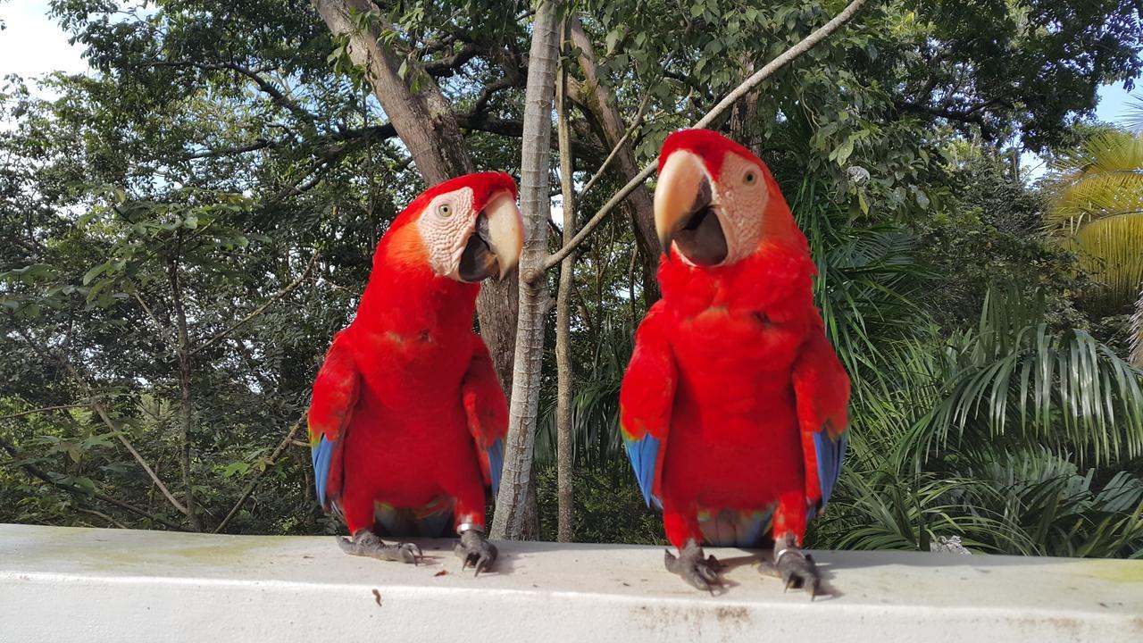 Casa Hotel Mare Nostrvm Manuel Antonio Dış mekan fotoğraf
